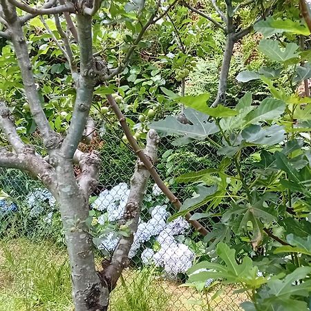 Picona Vivienda Con Jardin Terraza Y Barbacoaヴィラ エクステリア 写真