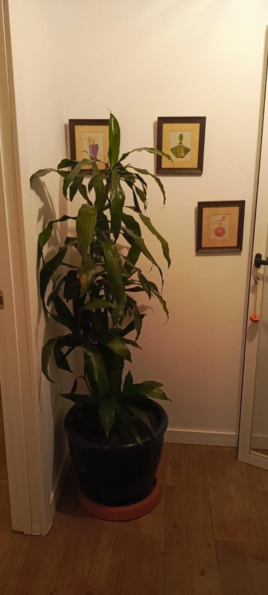 Picona Vivienda Con Jardin Terraza Y Barbacoaヴィラ エクステリア 写真